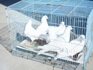 Праздник Благовещения Пресвятой Богородицы отметили в Коптево. Фотоотчёт